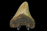 Fossil Megalodon Tooth - North Carolina #147020-1